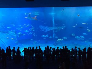 Okinawa171124 - (4) Churaumi Aquarium - 195