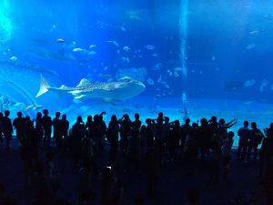 Okinawa171124 - (4) Churaumi Aquarium - 196