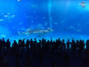 Okinawa171124 - (4) Churaumi Aquarium - 197