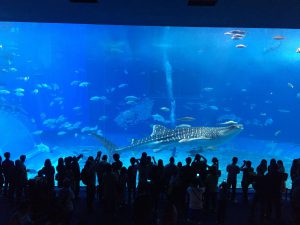 Okinawa171124 - (4) Churaumi Aquarium - 198