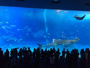 Okinawa171124 - (4) Churaumi Aquarium - 199