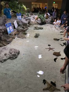 Okinawa171124 - (4) Churaumi Aquarium - 20