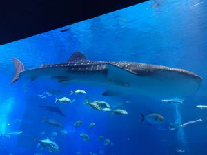Okinawa171124 - (4) Churaumi Aquarium - 200