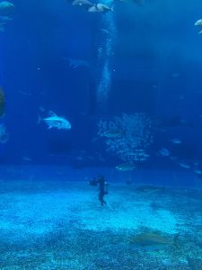 Okinawa171124 - (4) Churaumi Aquarium - 201