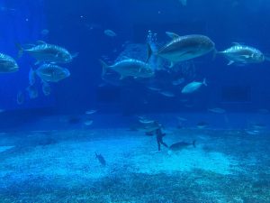 Okinawa171124 - (4) Churaumi Aquarium - 203