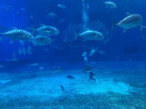 Okinawa171124 - (4) Churaumi Aquarium - 204