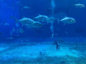 Okinawa171124 - (4) Churaumi Aquarium - 205