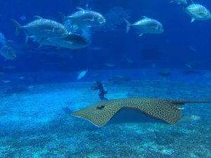 Okinawa171124 - (4) Churaumi Aquarium - 206
