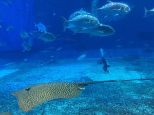 Okinawa171124 - (4) Churaumi Aquarium - 207