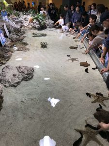 Okinawa171124 - (4) Churaumi Aquarium - 21