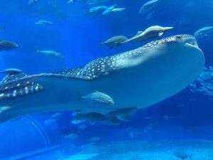 Okinawa171124 - (4) Churaumi Aquarium - 210