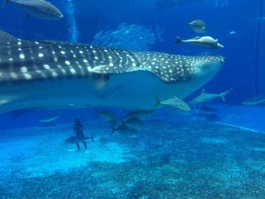 Okinawa171124 - (4) Churaumi Aquarium - 211