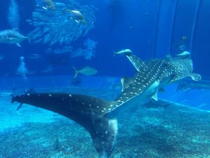 Okinawa171124 - (4) Churaumi Aquarium - 212