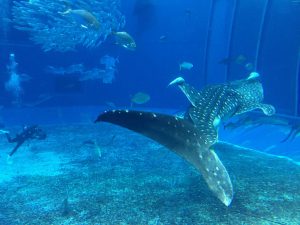 Okinawa171124 - (4) Churaumi Aquarium - 213