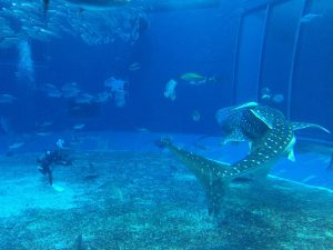 Okinawa171124 - (4) Churaumi Aquarium - 214