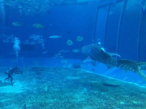 Okinawa171124 - (4) Churaumi Aquarium - 215