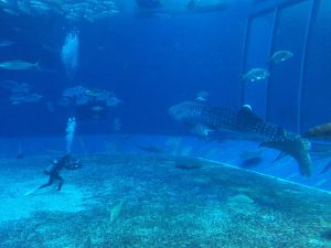 Okinawa171124 - (4) Churaumi Aquarium - 216