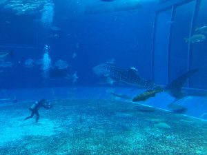 Okinawa171124 - (4) Churaumi Aquarium - 217