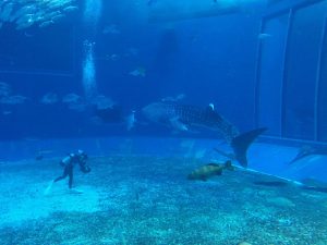 Okinawa171124 - (4) Churaumi Aquarium - 218