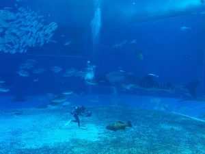 Okinawa171124 - (4) Churaumi Aquarium - 219