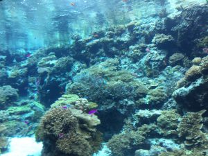 Okinawa171124 - (4) Churaumi Aquarium - 22