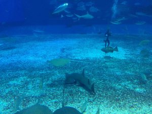 Okinawa171124 - (4) Churaumi Aquarium - 220