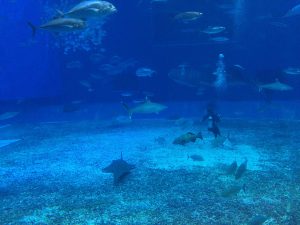 Okinawa171124 - (4) Churaumi Aquarium - 221