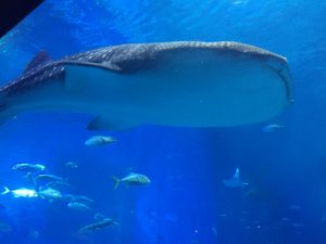 Okinawa171124 - (4) Churaumi Aquarium - 222