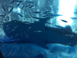 Okinawa171124 - (4) Churaumi Aquarium - 223