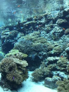 Okinawa171124 - (4) Churaumi Aquarium - 23