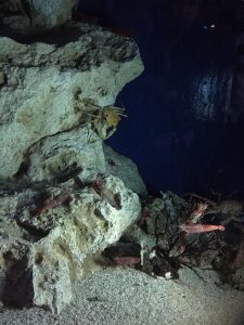 Okinawa171124 - (4) Churaumi Aquarium - 235