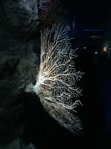 Okinawa171124 - (4) Churaumi Aquarium - 236