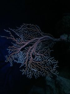 Okinawa171124 - (4) Churaumi Aquarium - 237