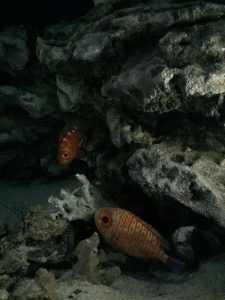 Okinawa171124 - (4) Churaumi Aquarium - 238