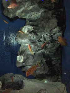 Okinawa171124 - (4) Churaumi Aquarium - 239