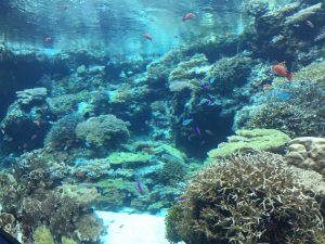 Okinawa171124 - (4) Churaumi Aquarium - 24