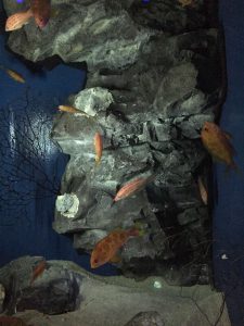 Okinawa171124 - (4) Churaumi Aquarium - 240