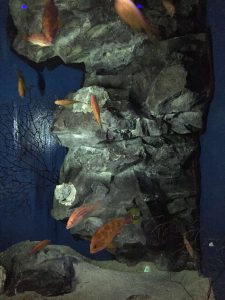 Okinawa171124 - (4) Churaumi Aquarium - 241