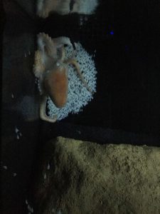 Okinawa171124 - (4) Churaumi Aquarium - 242