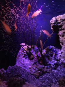 Okinawa171124 - (4) Churaumi Aquarium - 243