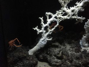 Okinawa171124 - (4) Churaumi Aquarium - 244