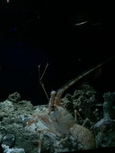 Okinawa171124 - (4) Churaumi Aquarium - 245
