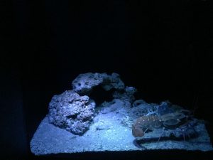 Okinawa171124 - (4) Churaumi Aquarium - 247