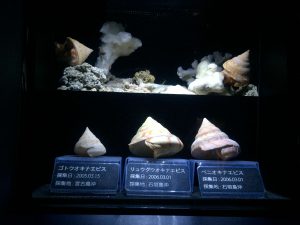 Okinawa171124 - (4) Churaumi Aquarium - 248