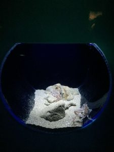 Okinawa171124 - (4) Churaumi Aquarium - 249