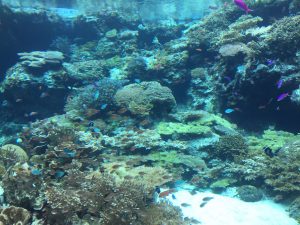 Okinawa171124 - (4) Churaumi Aquarium - 25