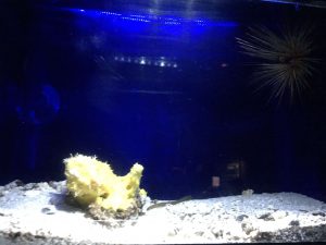 Okinawa171124 - (4) Churaumi Aquarium - 250
