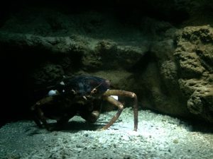 Okinawa171124 - (4) Churaumi Aquarium - 251