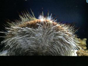 Okinawa171124 - (4) Churaumi Aquarium - 252
