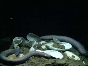 Okinawa171124 - (4) Churaumi Aquarium - 253
